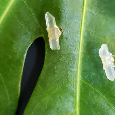 Quartz spear earrings